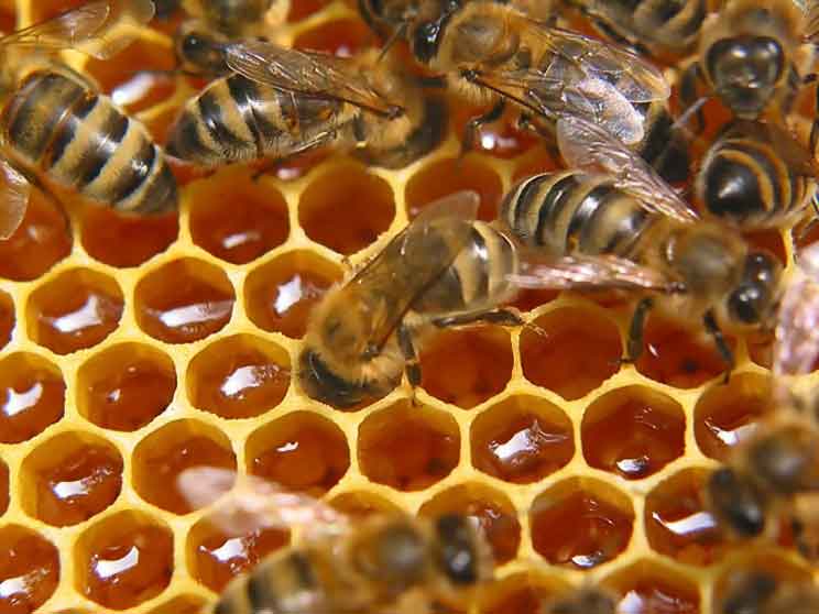 مهمترین خواص عسل طبیعی