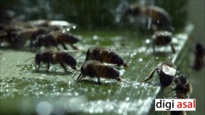 باران با زنبورهای عسل چه می کند؟