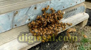 کاهش جمعیت زنبورهای عسل