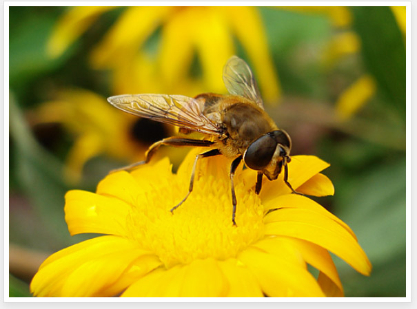 digiasal.com تفاوت زنبور و مگس