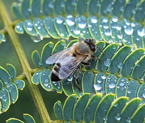 زنبور عسل در باران