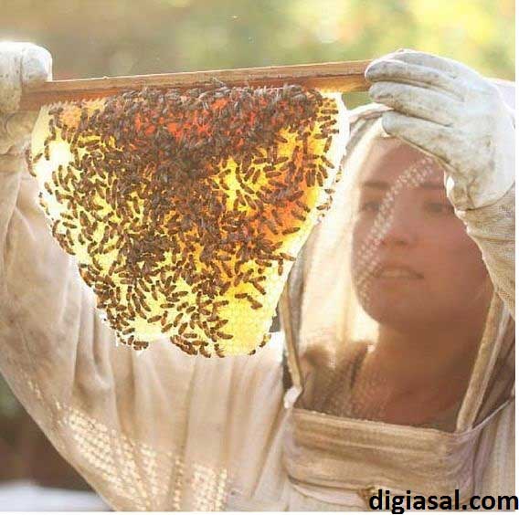 عسل-طبیعی-و-درمان-سرطان