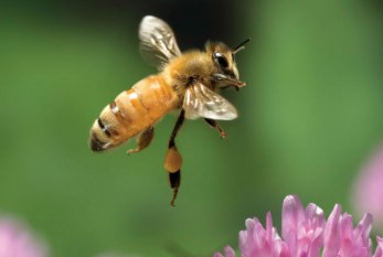 شگفتی های زنبور عسل