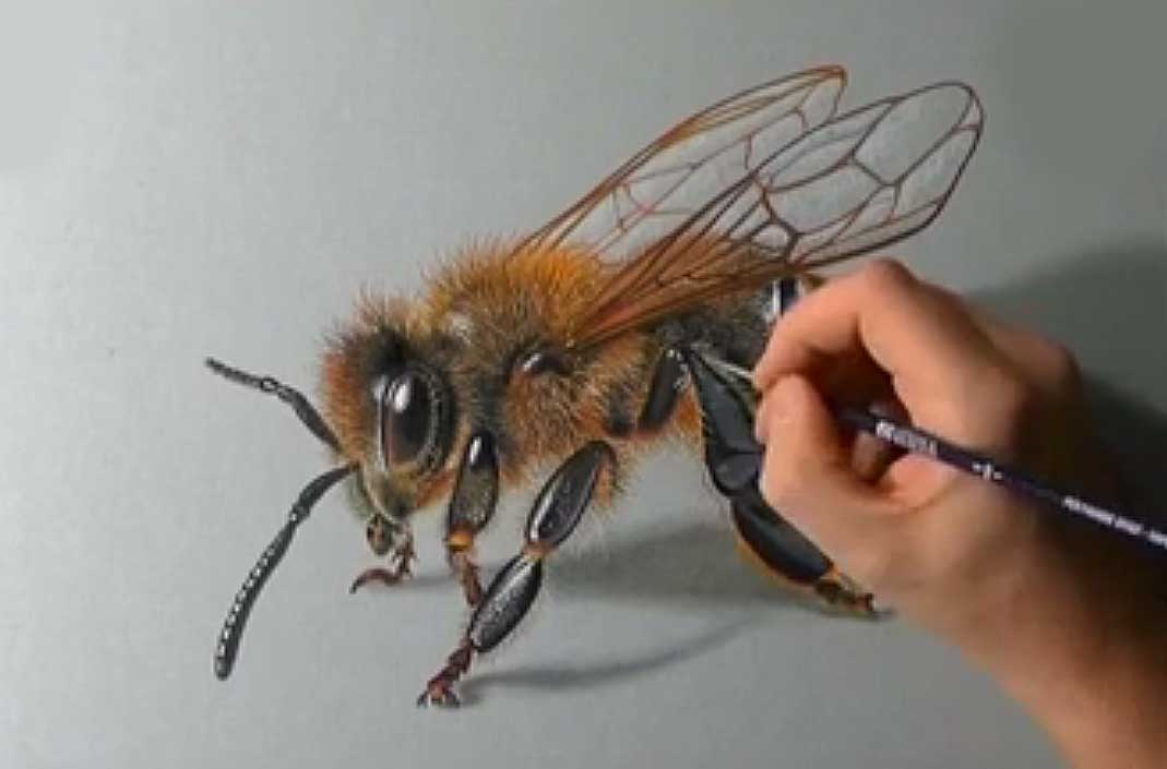 نقاشی زنبور عسل